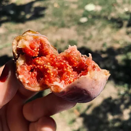 Fuegeskert شقة